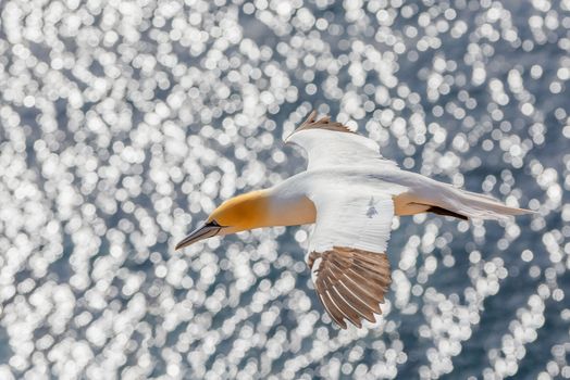 flying northern gannet, Helgoland Germany