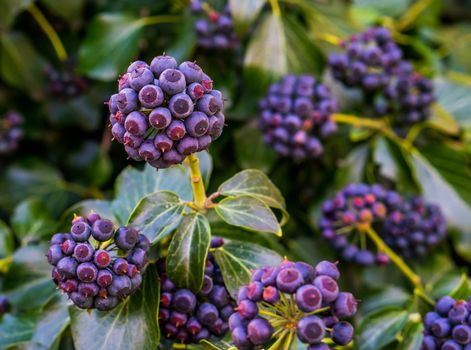 closeup of ivy berries in purple and blue colors, fruiting plant with green leaves, natural background