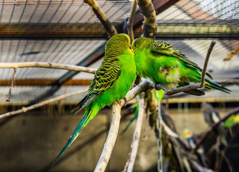 couple of budgerigar parakeets sitting together on a branch, tropical colorful birds from Australia, Popular pets in aviculture