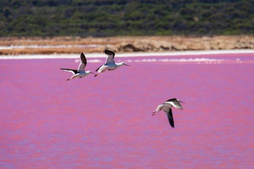 Black wing stilts birds at the Pink Lake in Western Australia