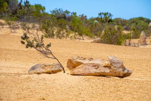 Rare vegetation in the desert of Western Australia at the pinnacles