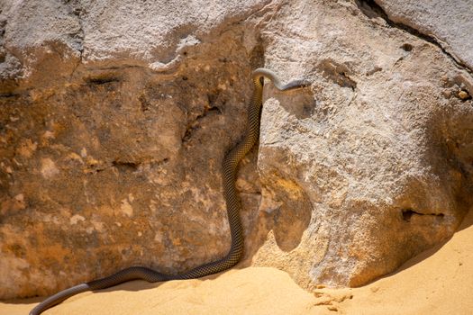 Snake at the pinnacles desert in Western Australia in hot sun