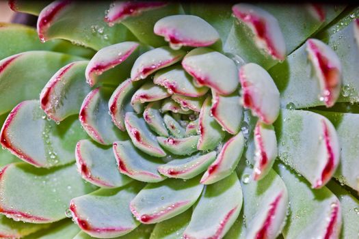 Succulent with water drops