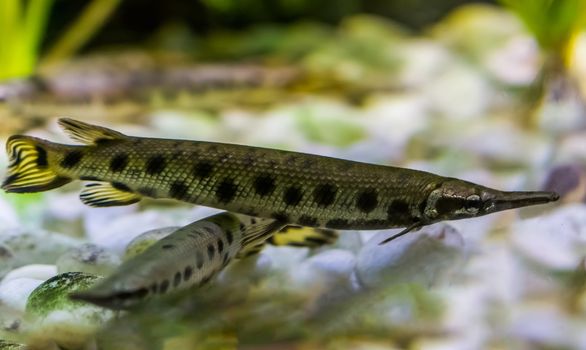 spotted gar, a funny dart shaped fish with a needle nose, tropical fish from the mississippi river basin in America
