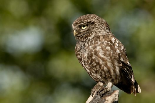 The little owl, nocturnal raptors, Athene noctua, perched on a l