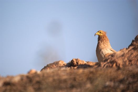 Egyptian Vulture (Neophron percnopterus), scavenger bird standin