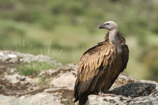 Griffon vulture, Gyps fulvus, raptor bird carrion portrait 