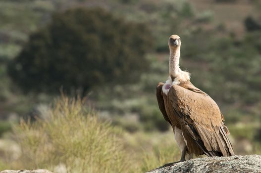 Griffon vulture, Gyps fulvus, raptor bird carrion portrait 