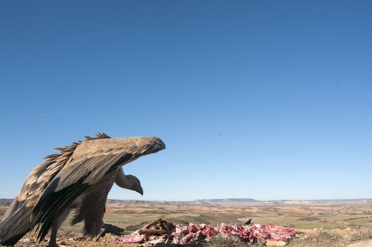 Griffon vulture, Gyps fulvus, raptor bird eating carrion