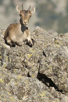 Iberian ibex, Capra pyrenaica, Iberian Ibex, Spain, on top of th