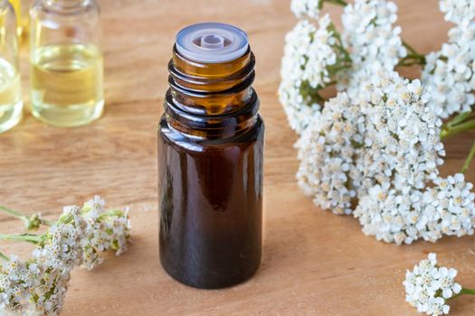 A bottle of yarrow essential oil with fresh blooming yarrow