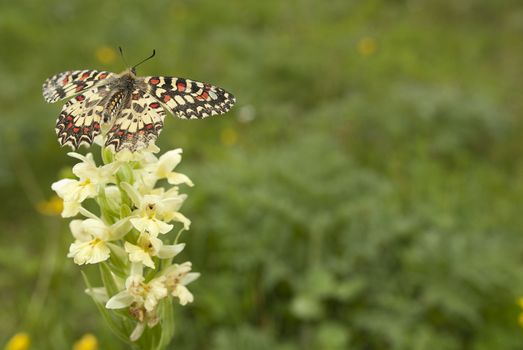 Spanish Festoon butterfly Zerynthia rumina perched on an orchid,