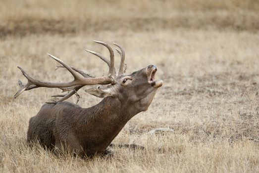 Red Deer, Deers, Cervus elaphus - Rut time, stag, Red deer roari