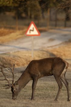 Red Deer, Deers, Cervus elaphus on the road, traffic signal 