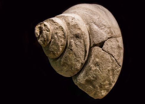 old fossil of a prehistoric water snail shell, pleurotomania a extinct specie, isolated on a black background