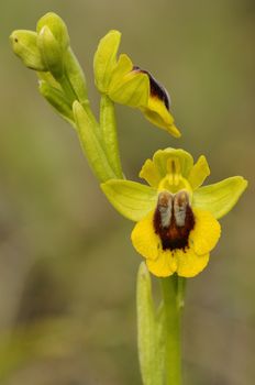 Wild orchid called Yellow Ophrys (Ophrys lutea) 