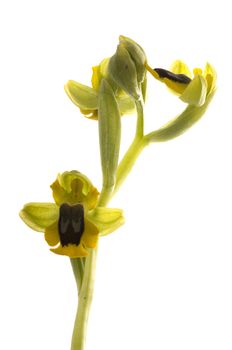 Wild orchid called Yellow Ophrys (Ophrys lutea), white backgroun