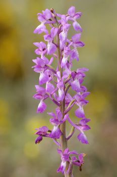 Wild orchid from southern Western Europe, Purple Orchid (Orchis 