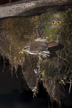 House Wren, Troglodytes troglodytes, in flight, near its nest