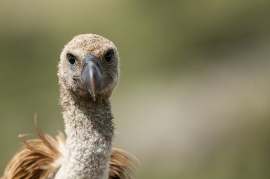 Griffon Vulture (Gyps fulvus) close-up, eyes and beak 