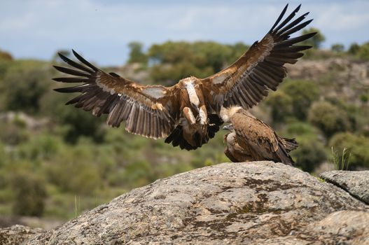 Griffon Vulture (Gyps fulvus) with open wings, flying scavenger 