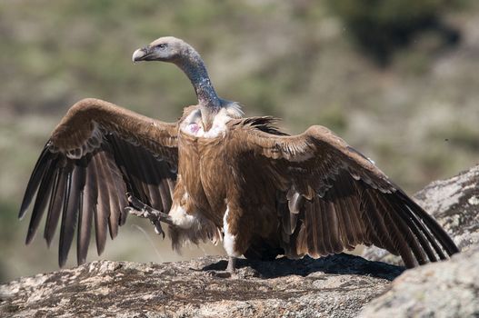 Griffon Vulture (Gyps fulvus) with open wings, flying scavenger 