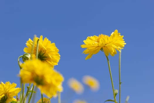 Closeup yellow chrysanthemum in the blue sky background and sunl