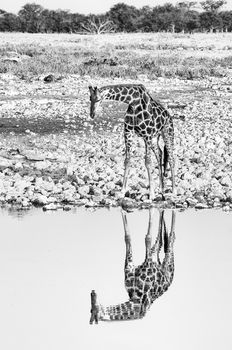 Namibian giraffe at a waterhole with reflection visible. Monochr