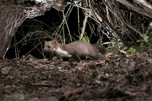 Stone Marten - Martes foina, between the branches of a tree, noc