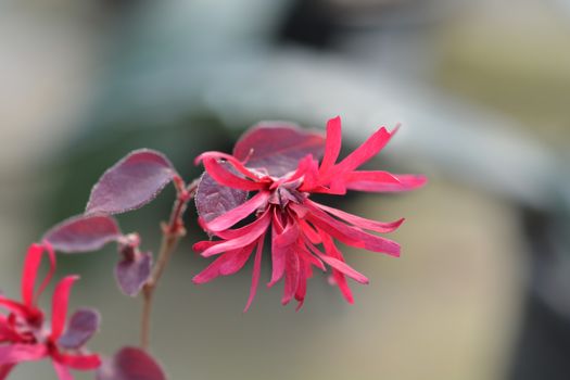 Chinese fringe flower Ever Red