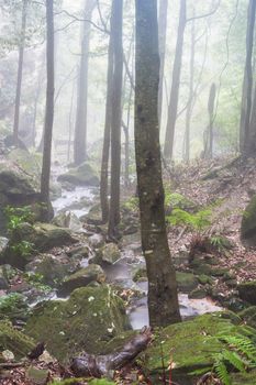A stream runs through mist filled valley