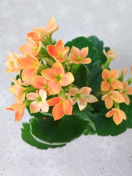 Kalanchoe blossfeldiana orange color blossoms with green leaves on white background
