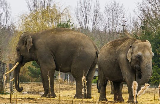 Asian elephants together, One tusked male and a female, elephant couple standing together, Endangered animal species
