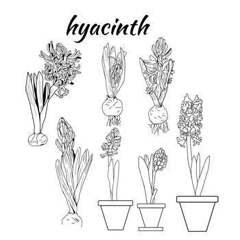 Vector pattern of hand drawn drawing illustration of hyacinth growth tree stage life. sketch design element for invitation card on white background.