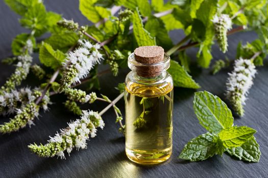 A bottle of peppermint essential oil with blooming peppermint tw