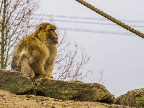 barbary macaque, Endangered ape from the mountains of morocco, monkey portrait
