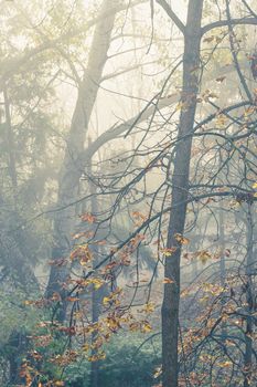 autumn trees in mist