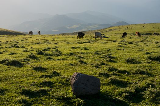 Highland Cattle grazing on moor