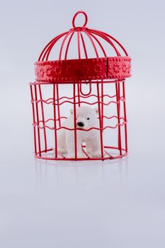  Polar bear captive in a cage 