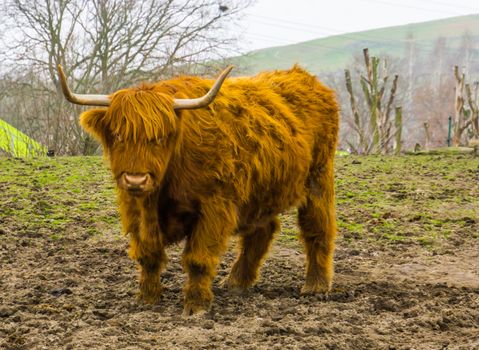 brown highland cattle, popular domesticated farm animal, scottish cow