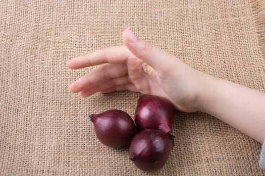 Red onion bulbs  in hand on canvas