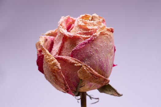 Dried small pink rose with artificial snow on white-gray background. Closeup view. Natur morte.