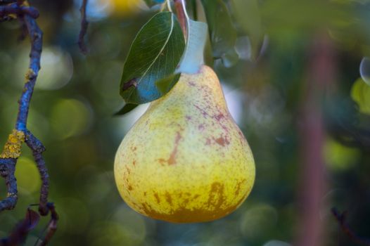 Ripe yellow pear on a branch and sun glare at center. Photo taken in agrarian fruit garden.