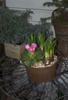 Rustic flower arrangement with pink tulips in clay pots and wick