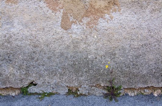 Yellow dandelion flower weed grows against all odds against rustic wall background texture, concept for success, effort, achievement.