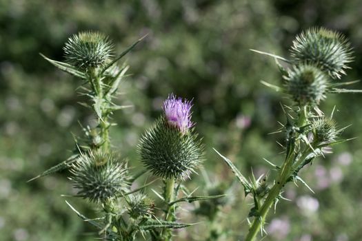Beautiful Thistle flowers in nature