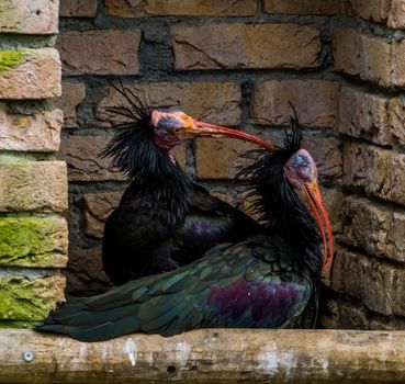 love couple of Northern bald ibises together, one scratching the head of the other, funny animal behavior, Endangered birds from Africa