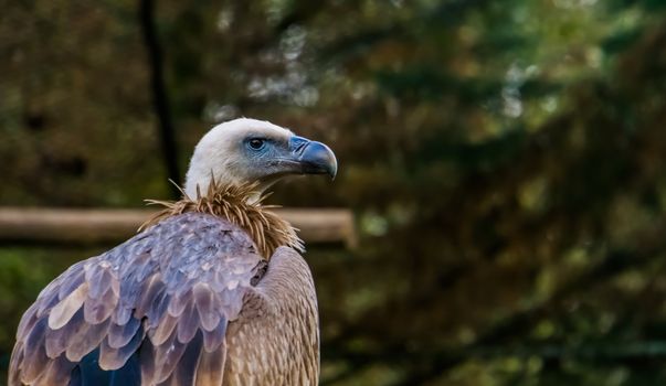 Closeup of a griffon vulture, common scavenger bird from europe