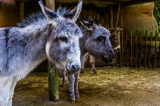closeup of the face of a miniature donkey with another donkey head in the background, popular pets and farm animals
