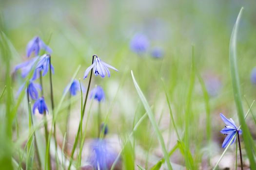 a glade of blue flowers, a glade of spring fragile flowers